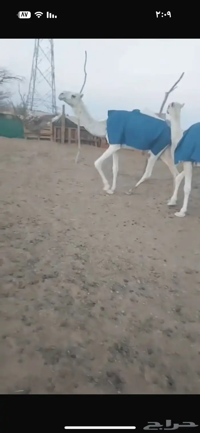 بكار كفو طيبه الموقع الافلاج 0