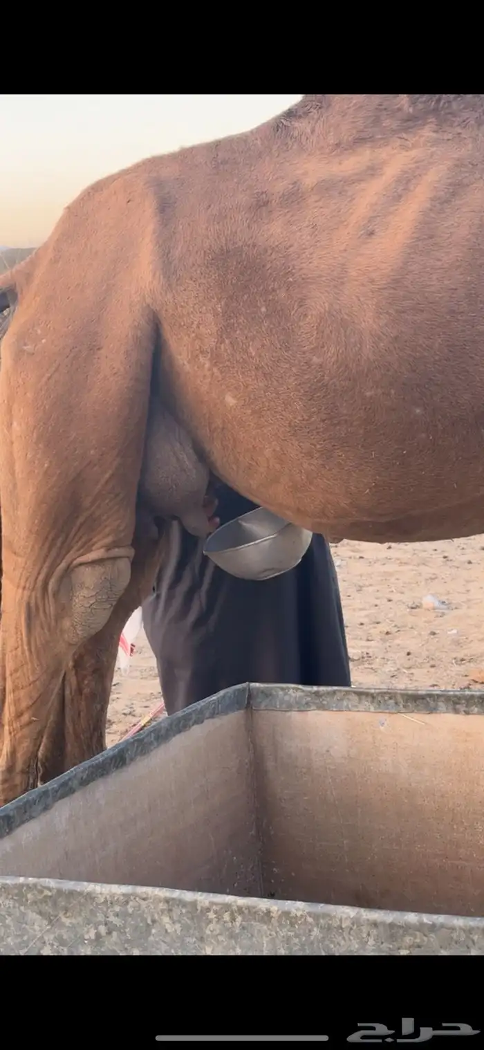 خلفه سنها سدس طاسه 60 6