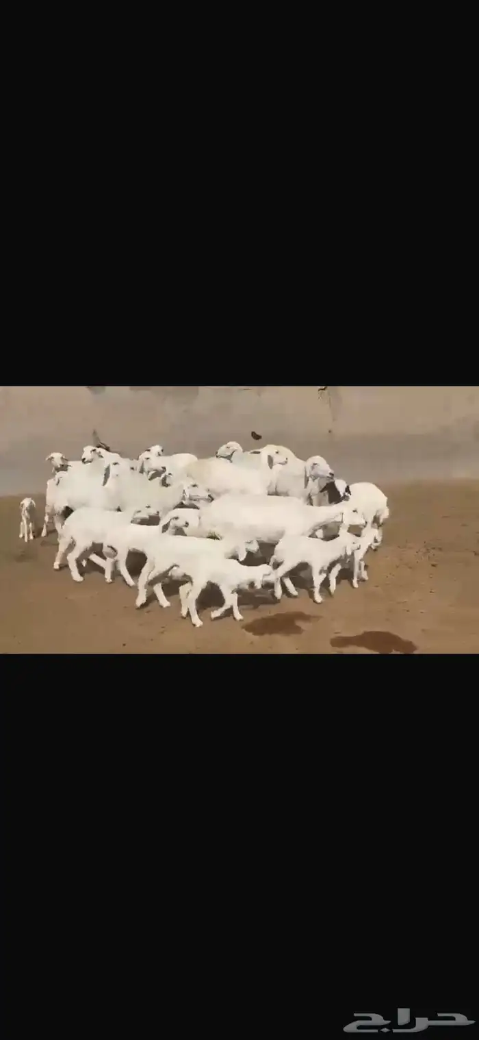 حريه مطافيل فاخره 15 تحتها 17 6