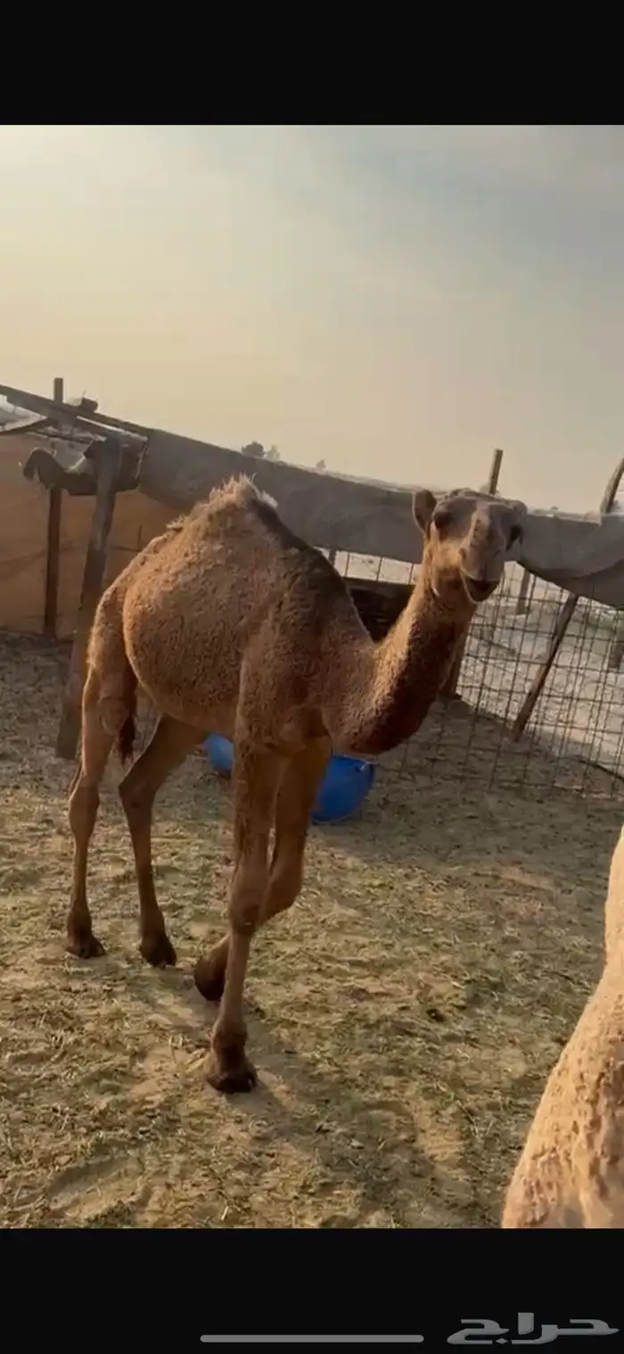 للبيع قعود الصفر 0