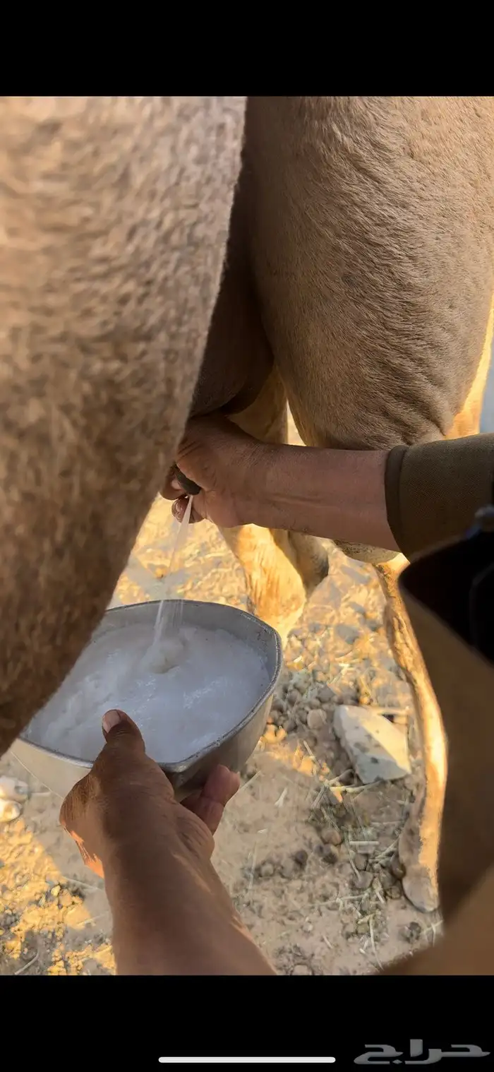 خلفه سنها سدس طاسه 60 5