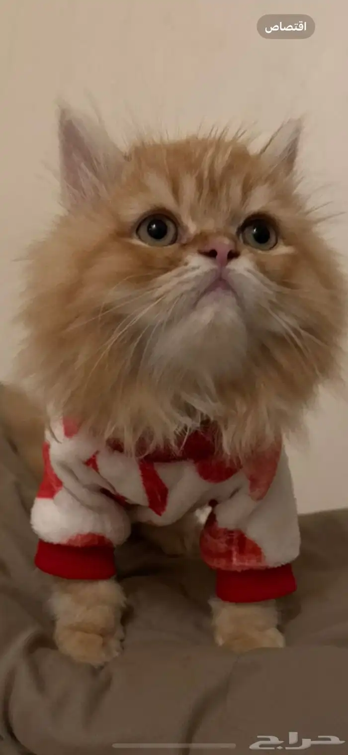 قطه بيكي فيس للبيع عمر 4 5 شهور 5