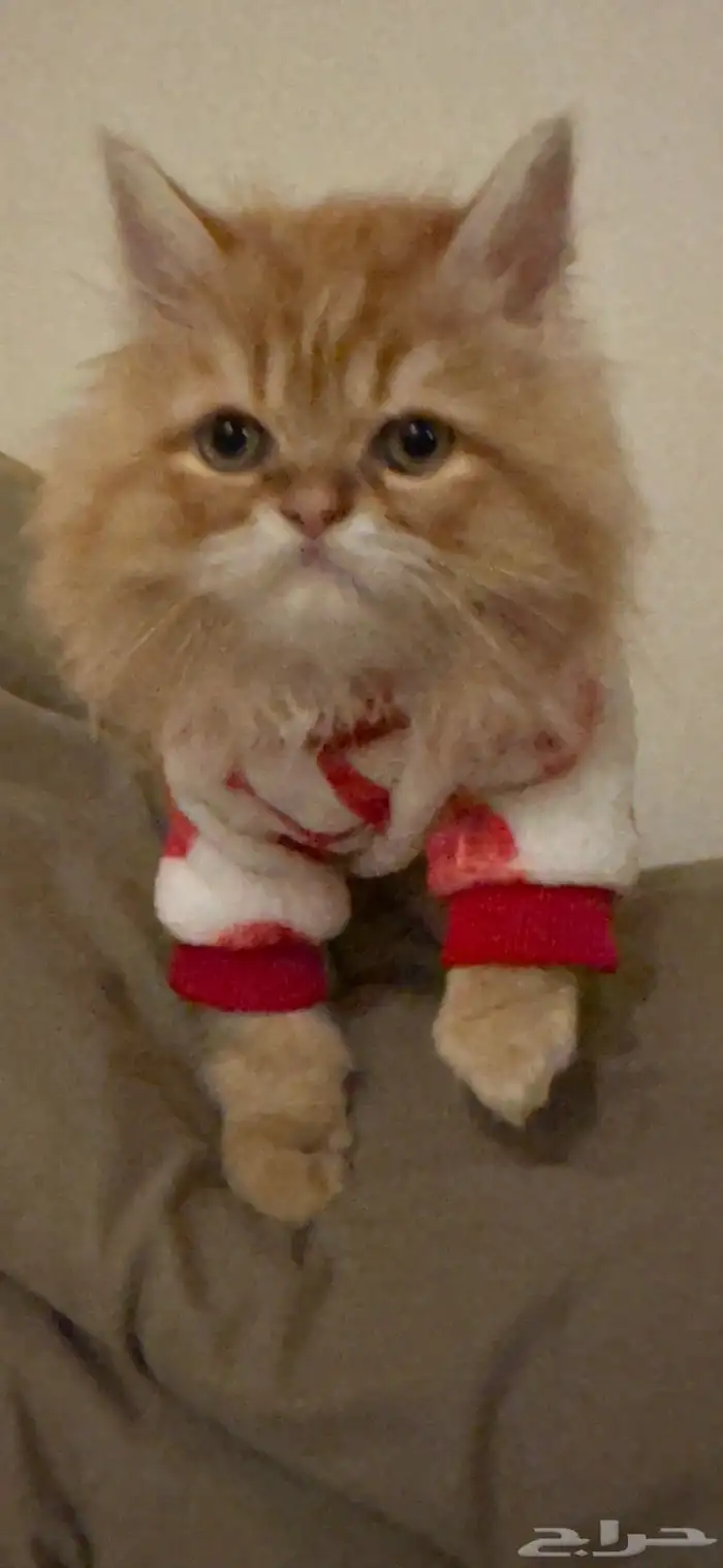 قطه بيكي فيس للبيع عمر 4 5 شهور 1