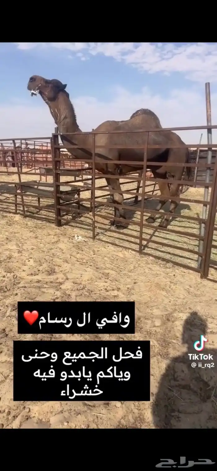 للبيع قعود طيب 3