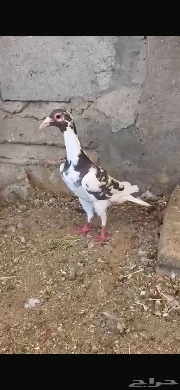 حمام بغدادي 0