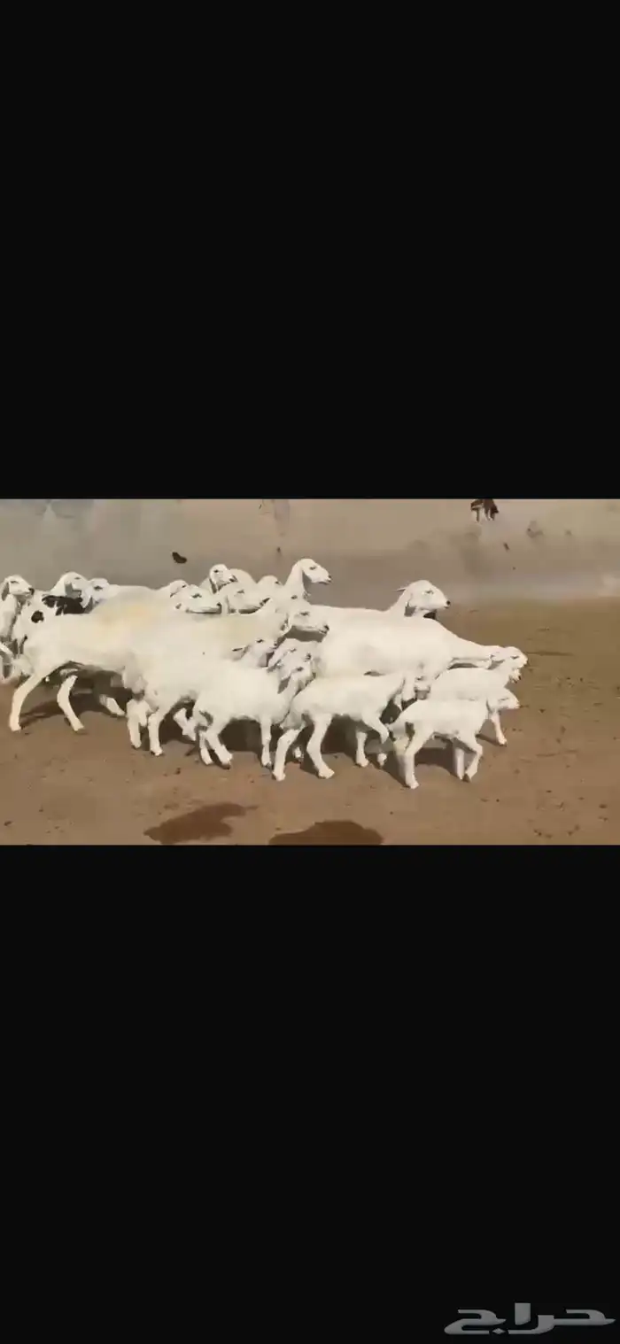 حريه مطافيل فاخره 15 تحتها 17 10