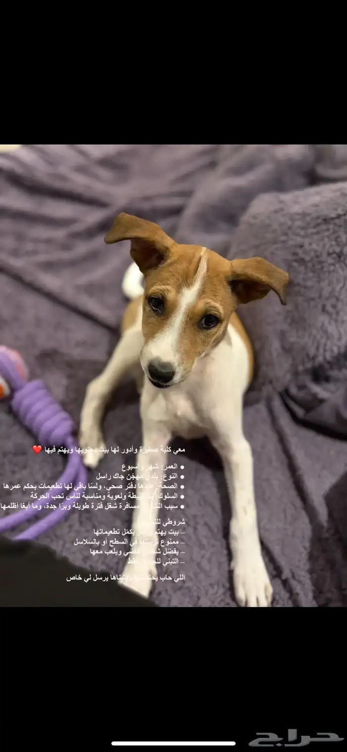 كلب تبني نوعها مهجن بلدي وجاك راسل 0