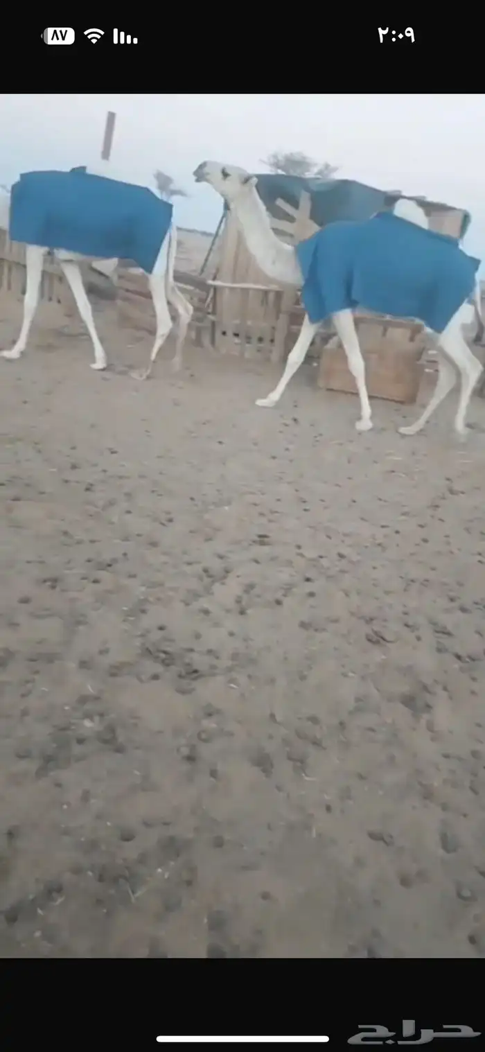 بكار كفو طيبه الموقع الافلاج 1