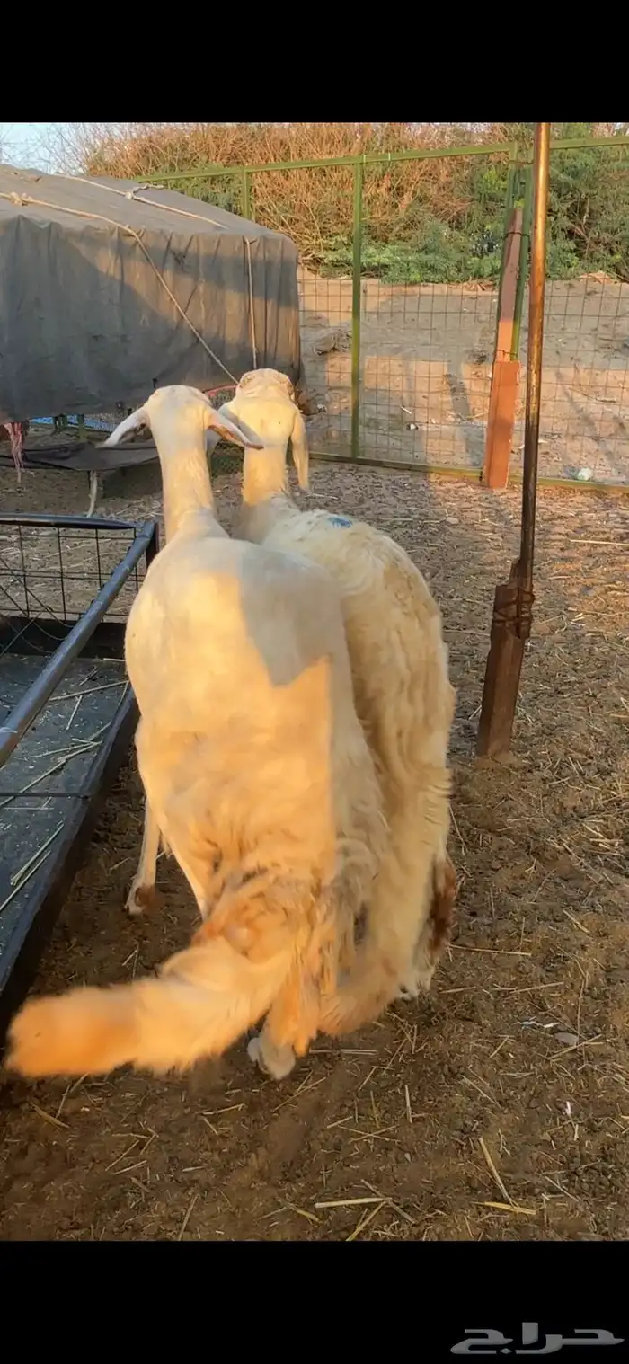 نعجه سواكنيه بيضاء برصاء صنف معها طلي مشروع فحل فاخر 3