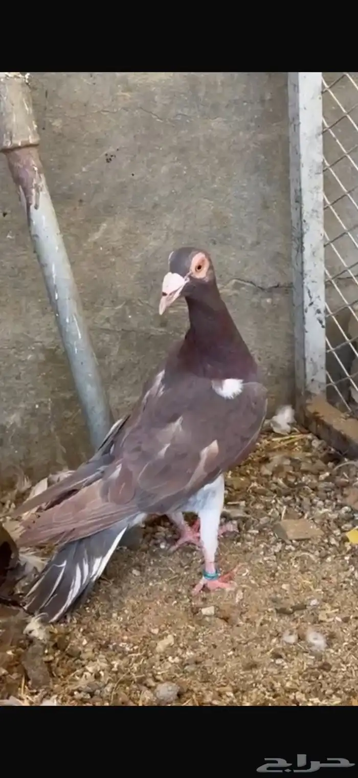 حمام بغدادي 1