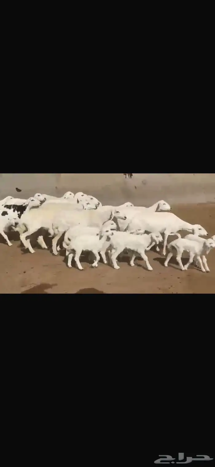 حريه مطافيل فاخره 15 تحتها 17 9