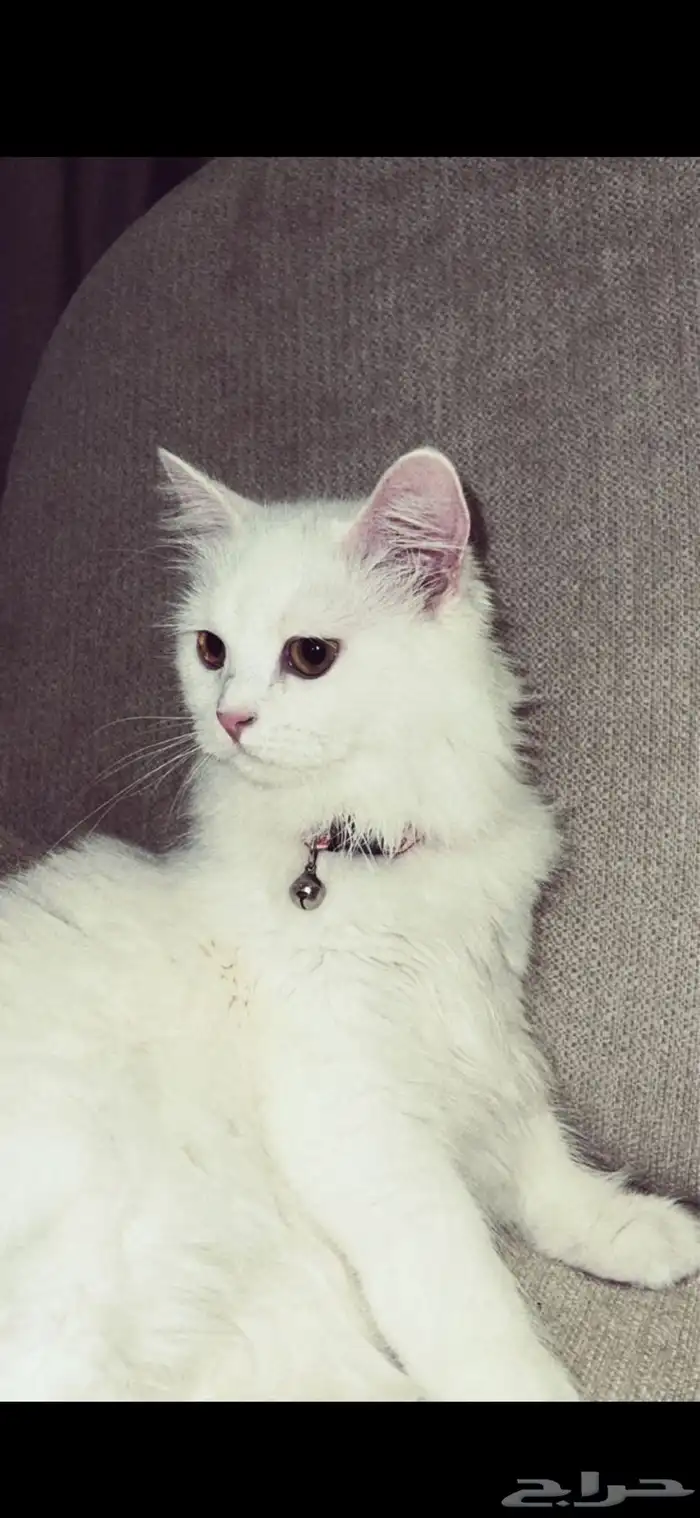قطه نوعها شيرازي بيور طالبه تزاوج 0