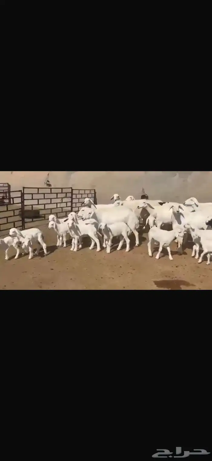 حريه مطافيل فاخره 15 تحتها 17 3