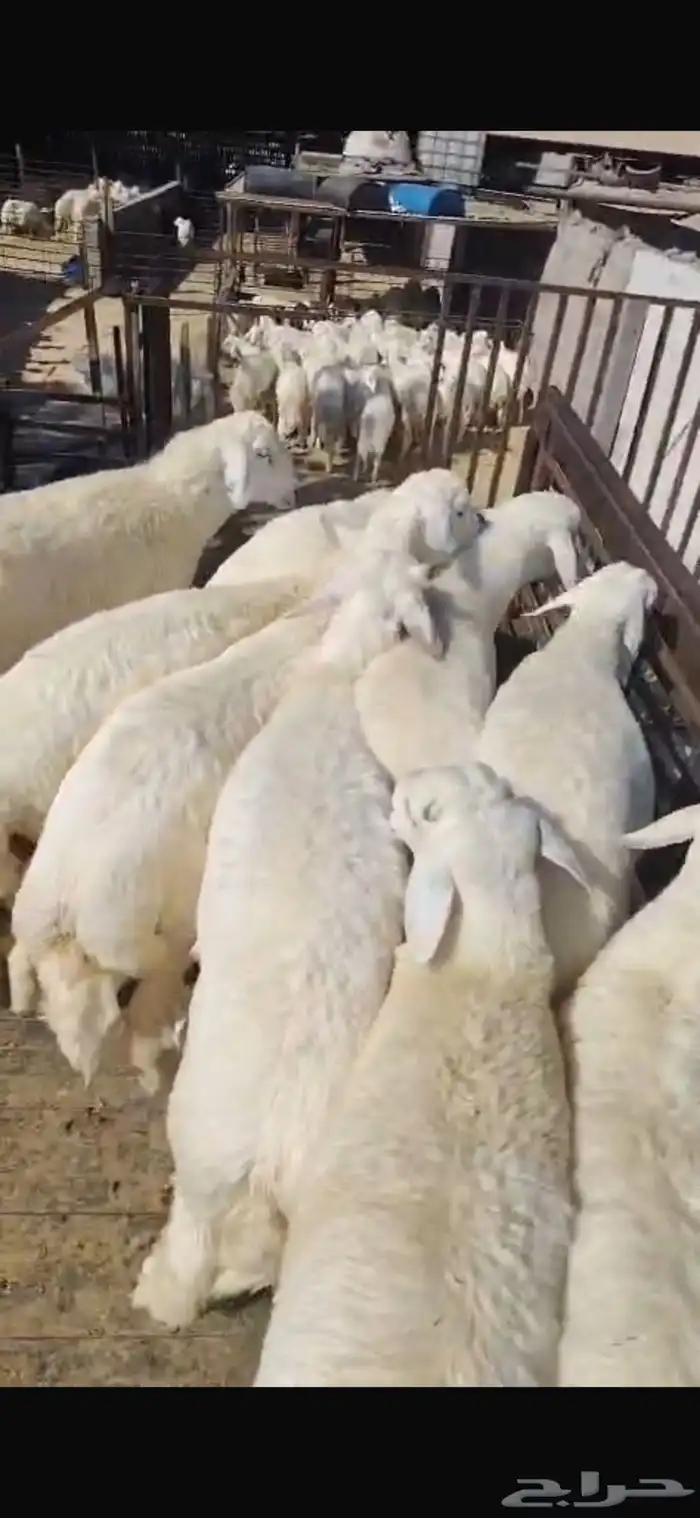 جذعان حريات الطايف 1