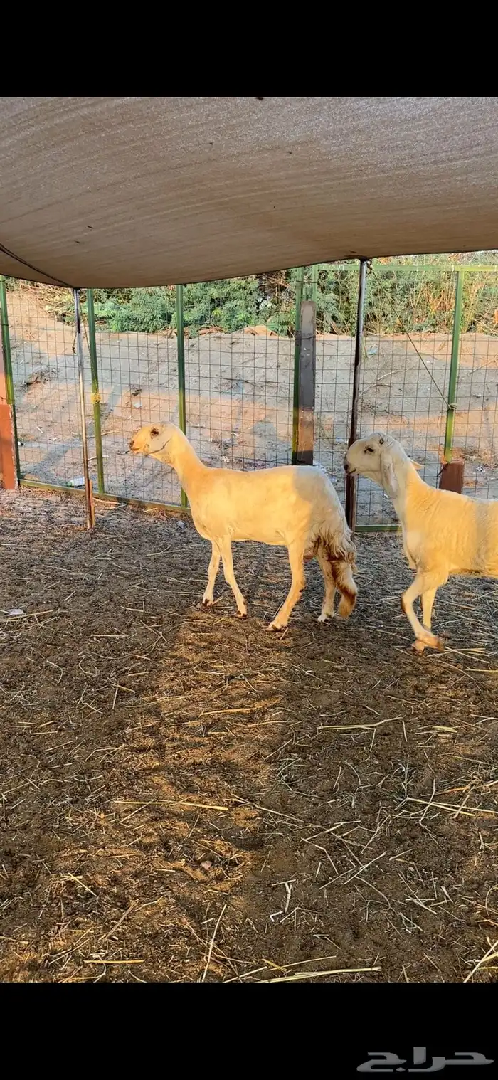 نعجه سواكنيه بيضاء برصاء صنف معها طلي مشروع فحل فاخر 7