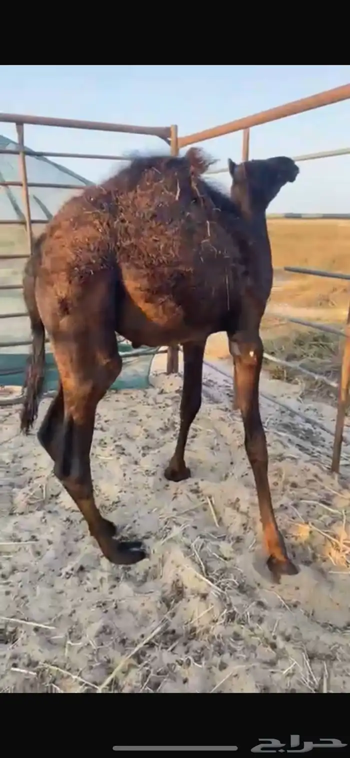 للبيع قعود مجهم 0