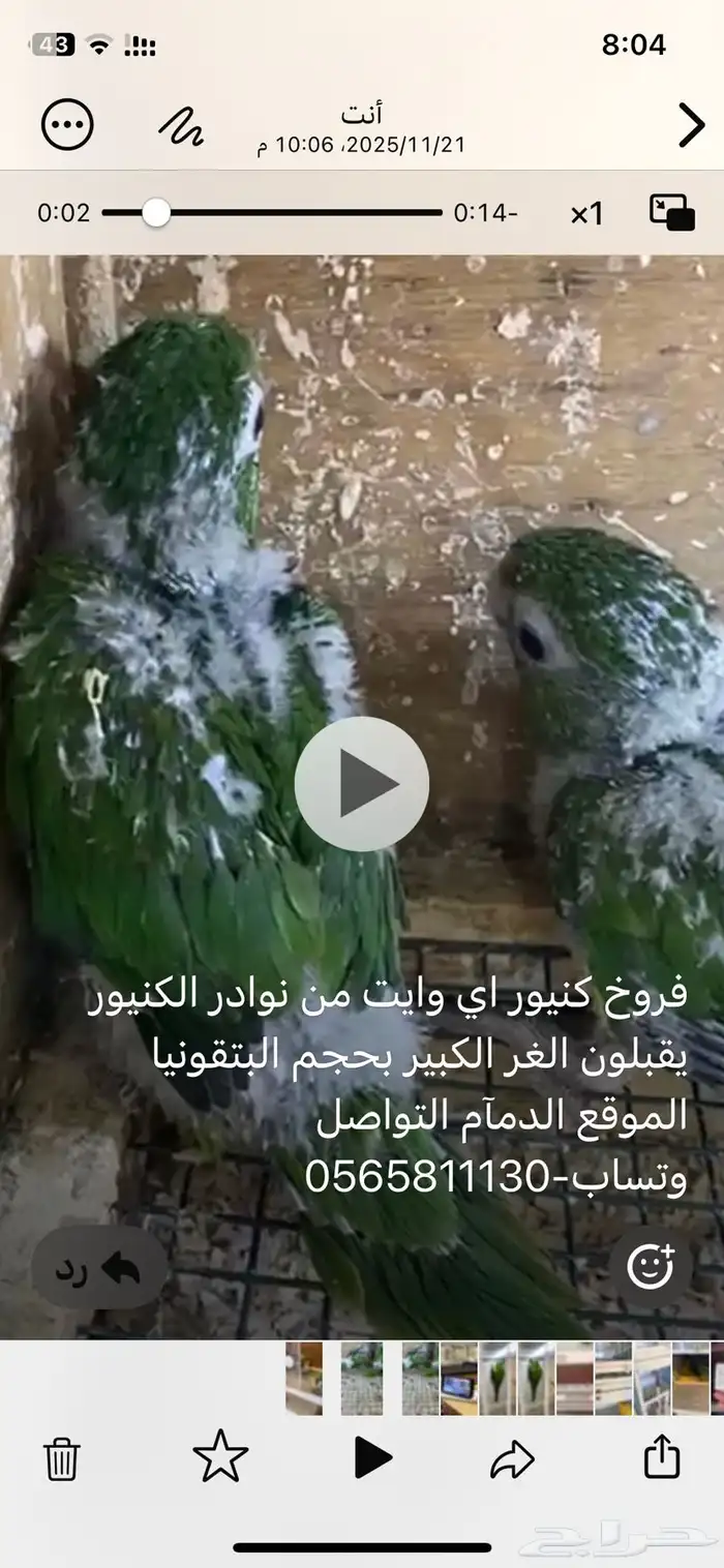 فروخ كنيور نوادر وايت اي 1