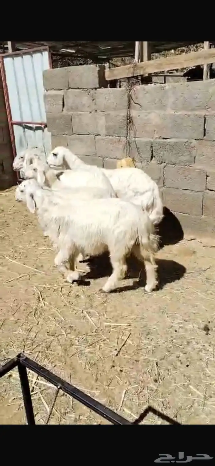 خرفان صفر للبيع 5