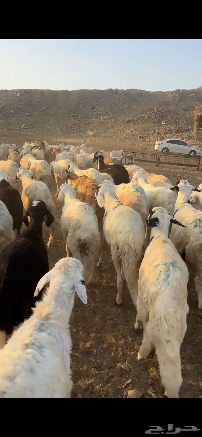 طليان سواكن أوزان ثقيله مرابي 4