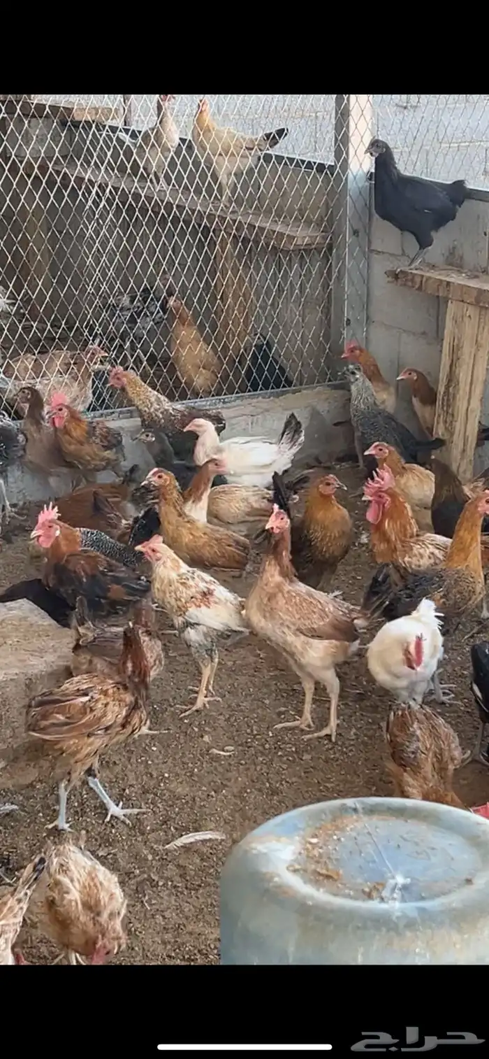 دجاج للبيع 3
