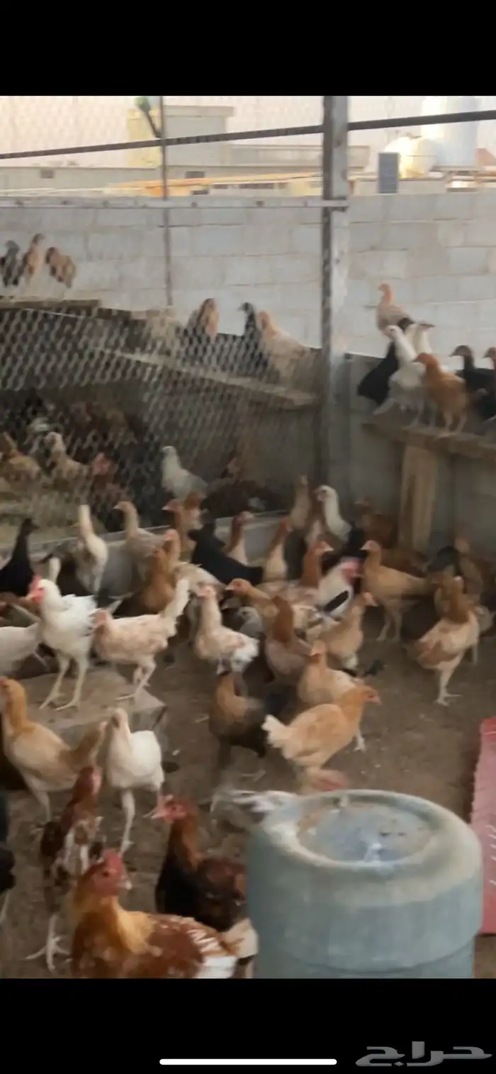 دجاج للبيع 2