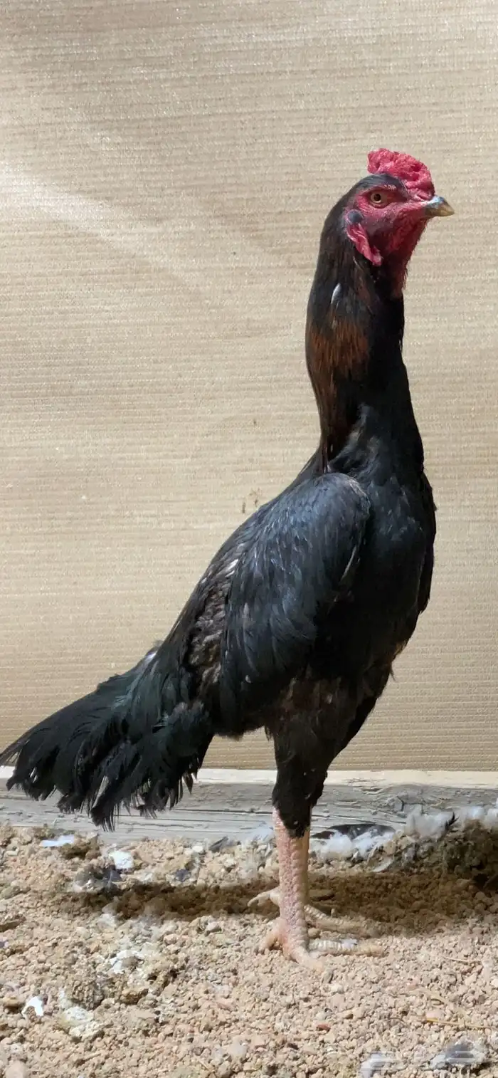 دجاج باكستاني سندي نسل غبشان 0