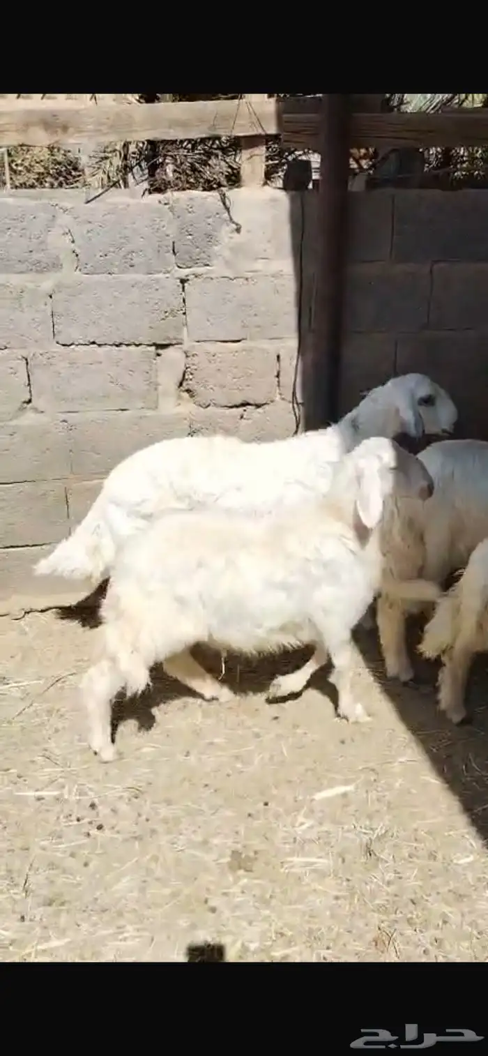 خرفان صفر للبيع 0