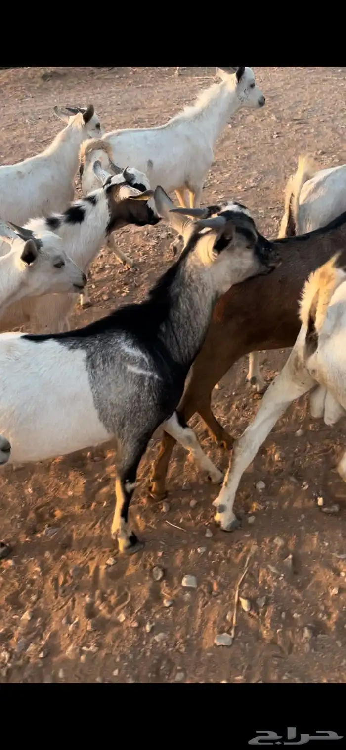 تيوس مستورد 0