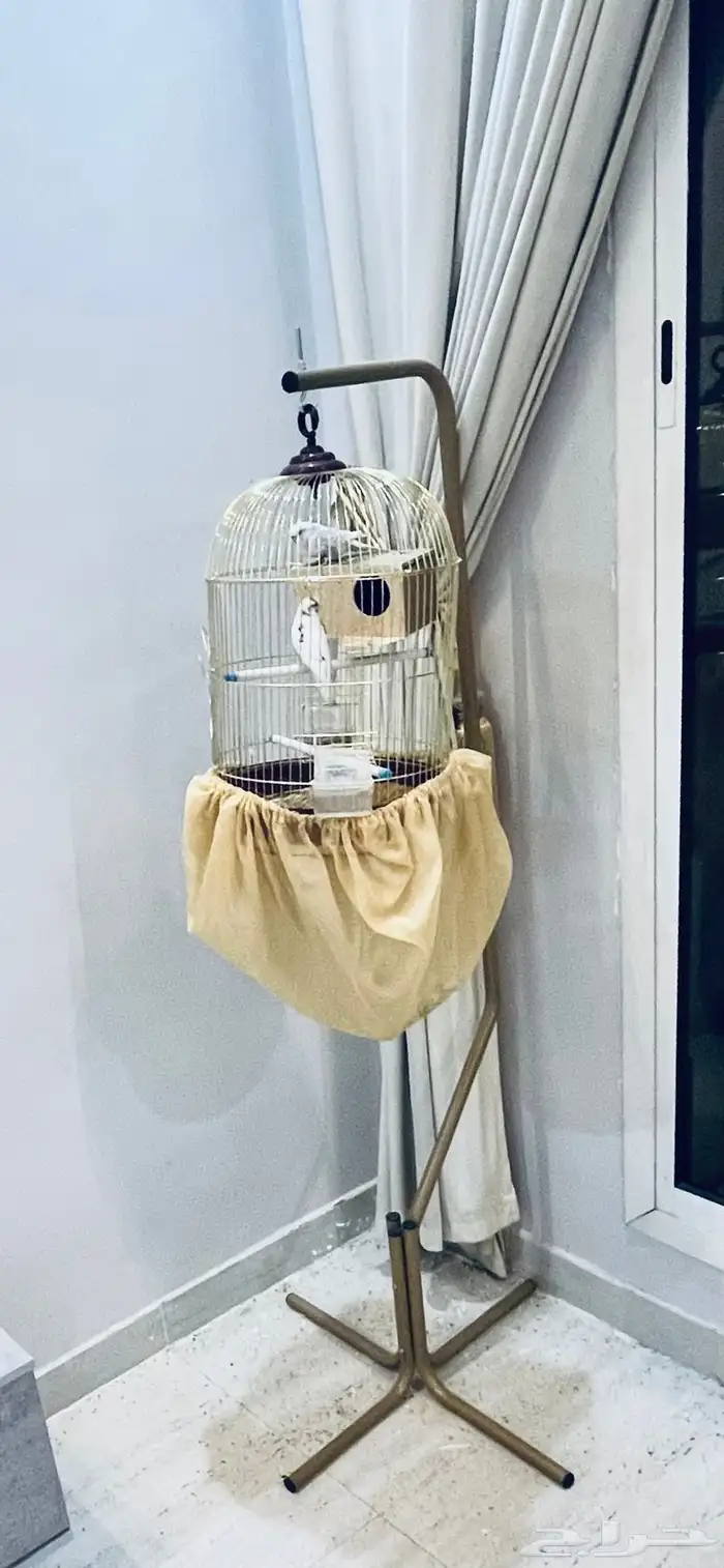 طيور الحب بادجي مع قفص وستاند 5