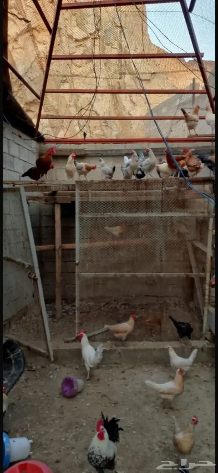 دجاج براهما كلومبي 8