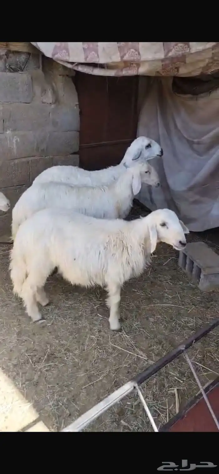 خرفان صفر للبيع 6