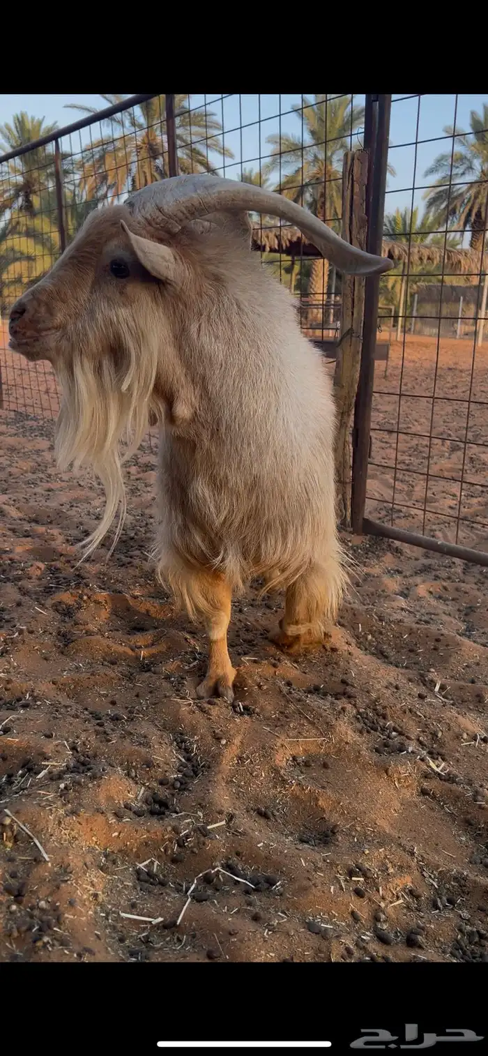 تيس قزمي اصل 1