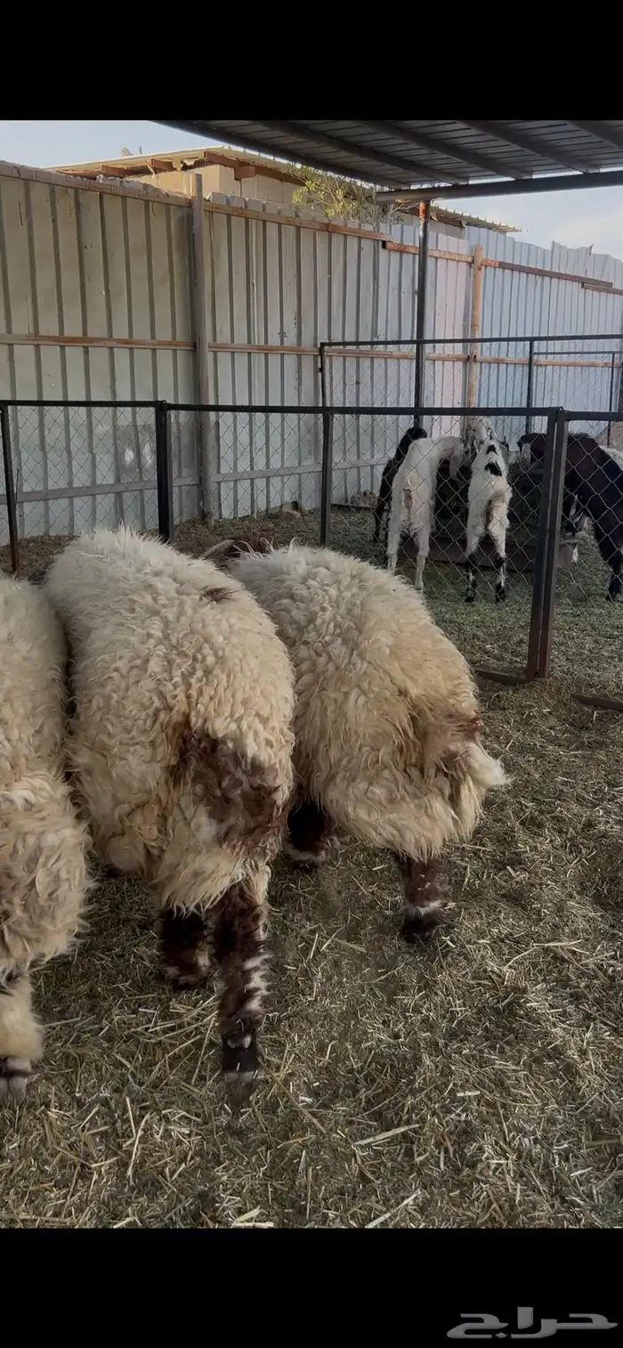 طليان نعيم فاخره 1