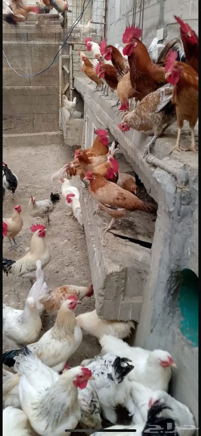 دجاج براهما كلومبي 1