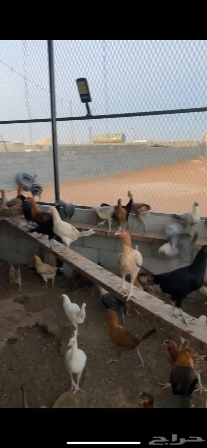 دجاج للبيع 1