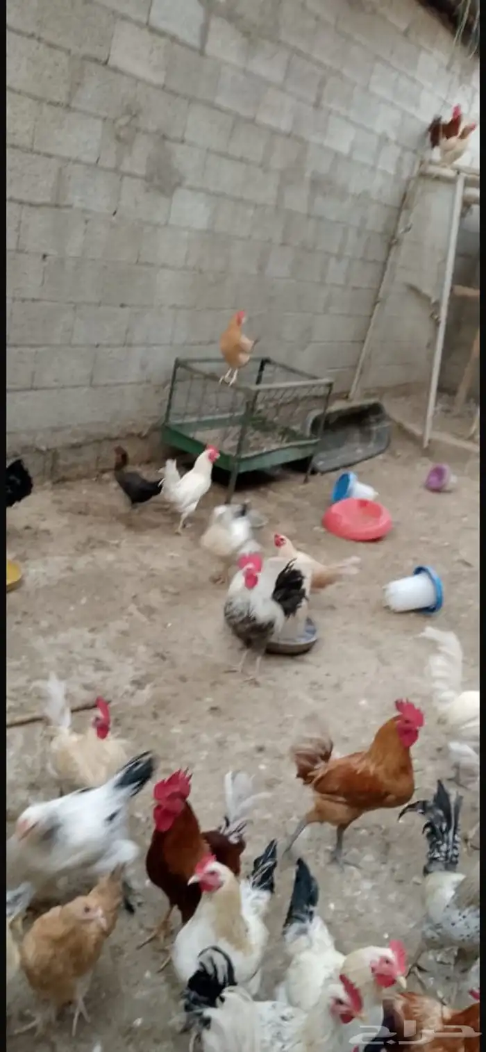 دجاج براهما كلومبي 12