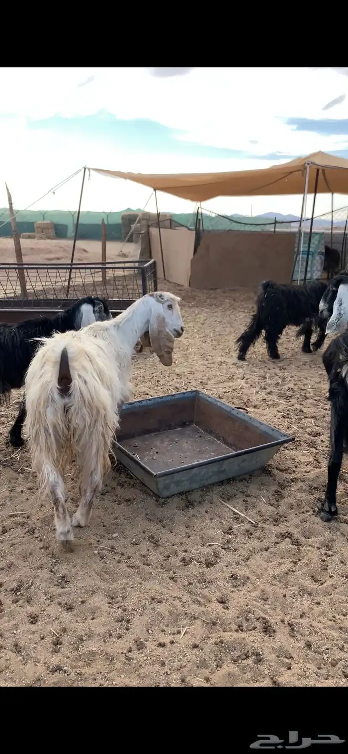 معزاء عوغرض 2