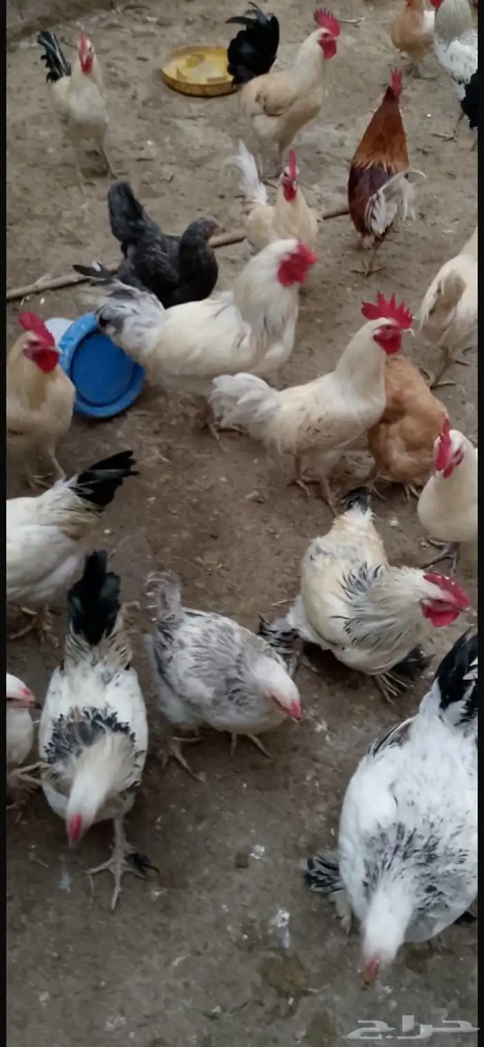 دجاج براهما كلومبي 11