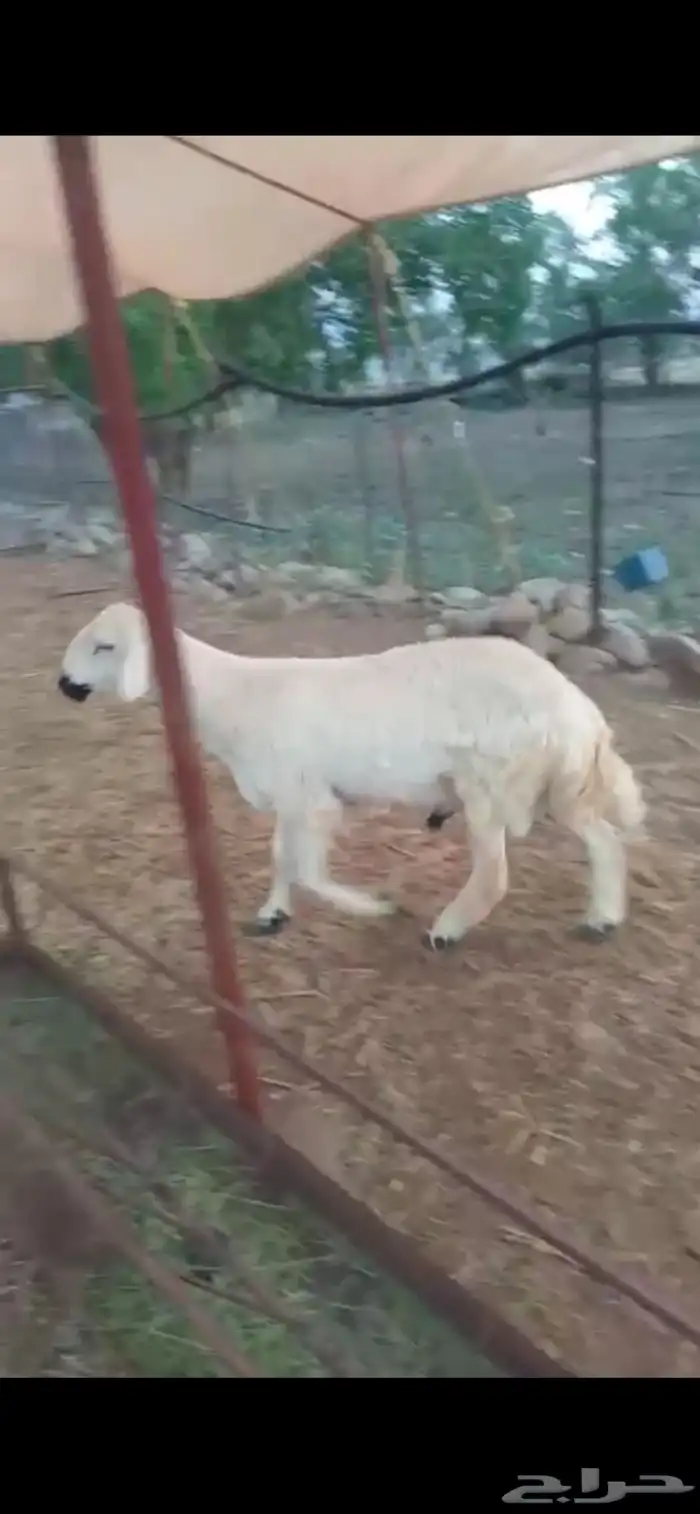 خروف مستوى فاخر انتاج المراح 0