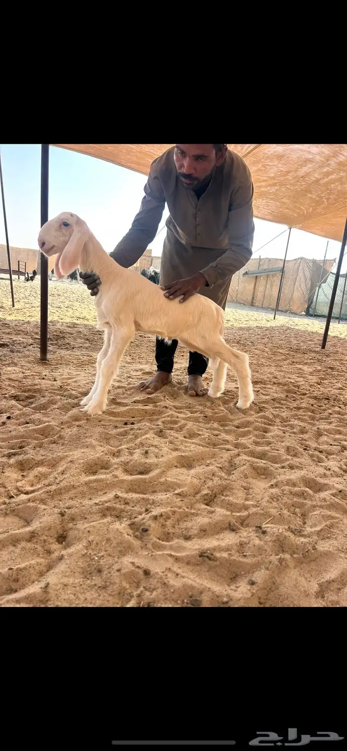 مشروع فحل نادر 1