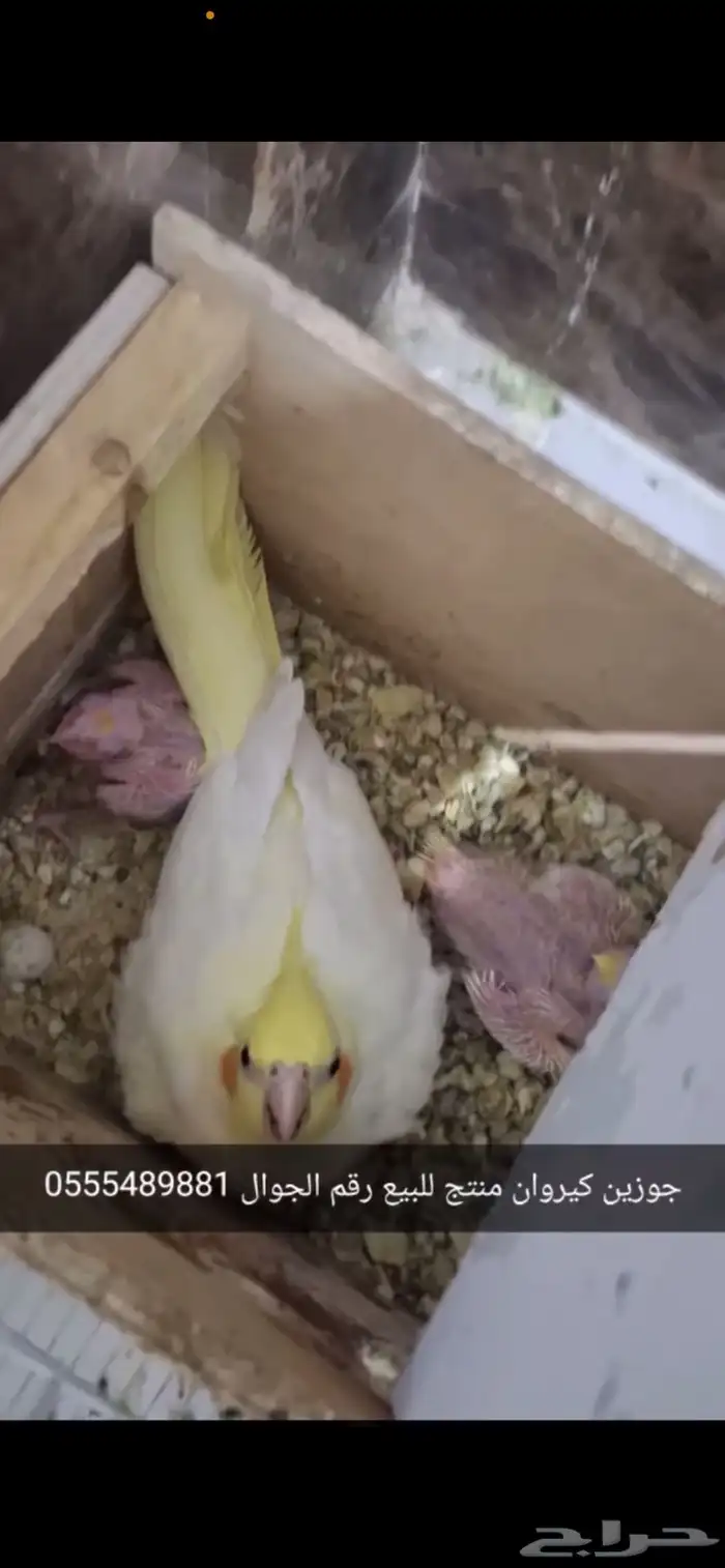 جوزين كيروان منته 0