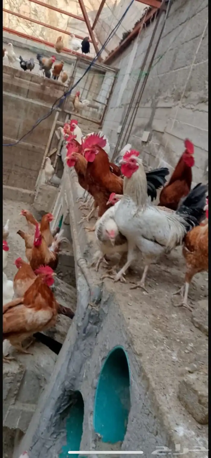 دجاج براهما كلومبي 14