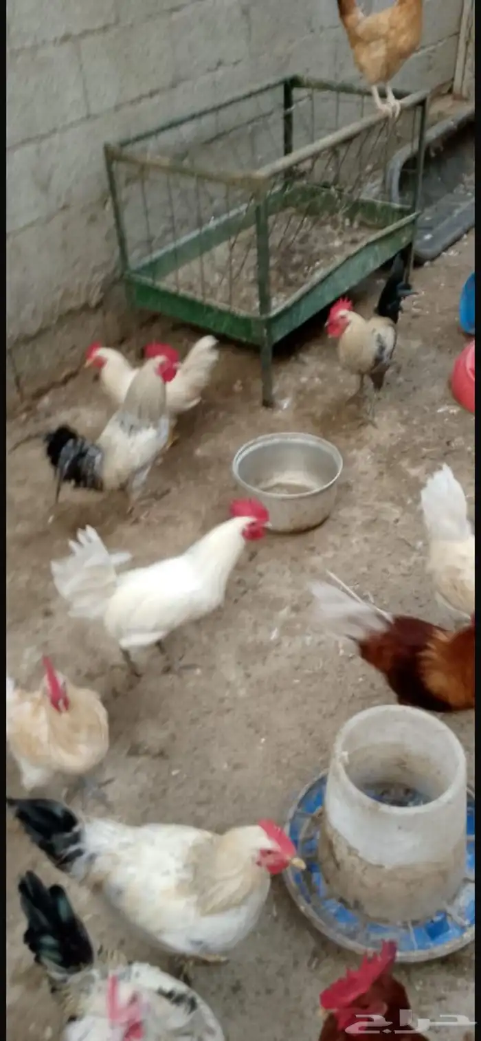 دجاج براهما كلومبي 15