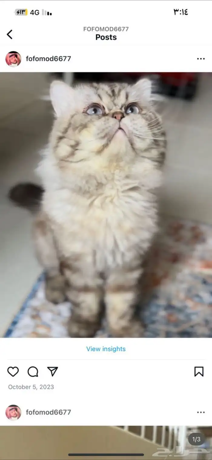 ذكر زواج. قطط 3