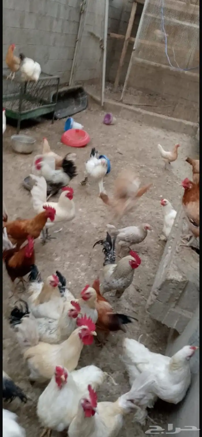 دجاج براهما كلومبي 4