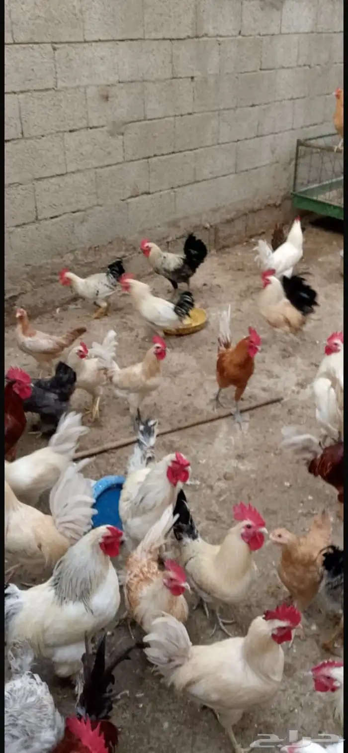 دجاج براهما كلومبي 3