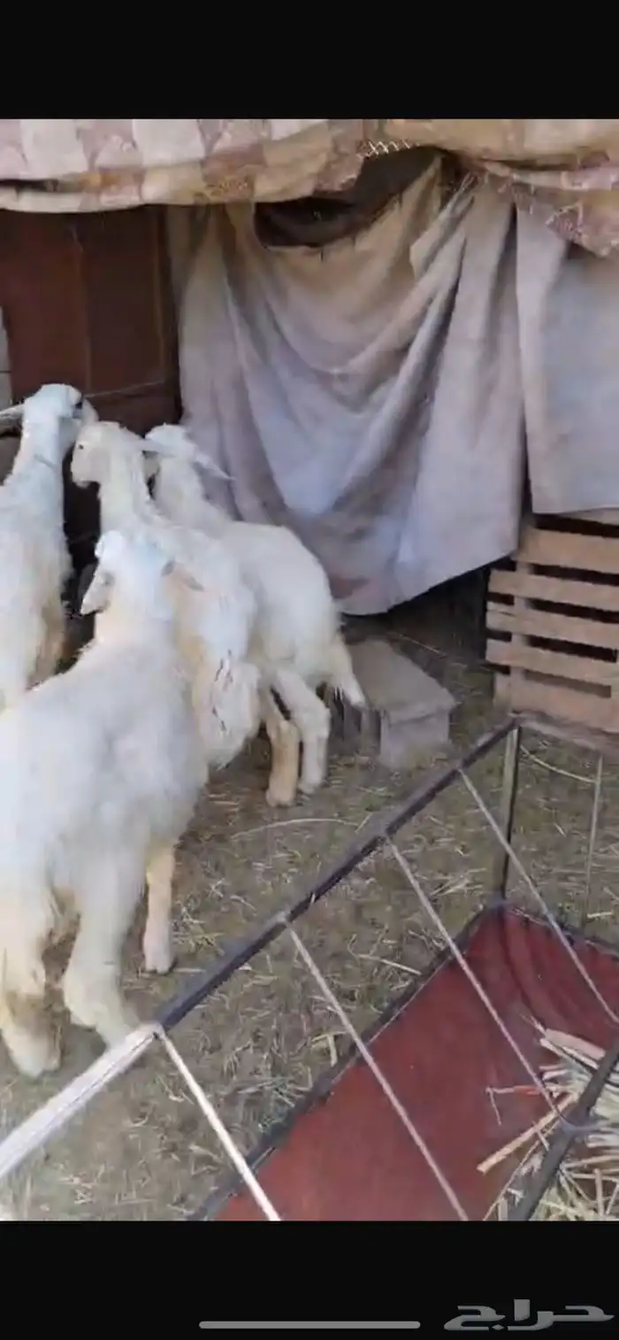 خرفان صفر للبيع 4