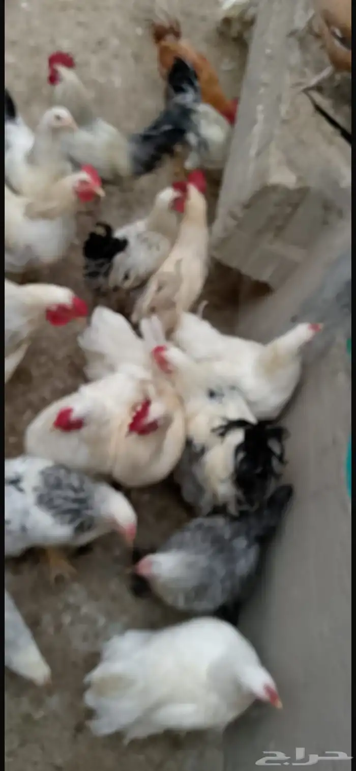 دجاج براهما كلومبي 10