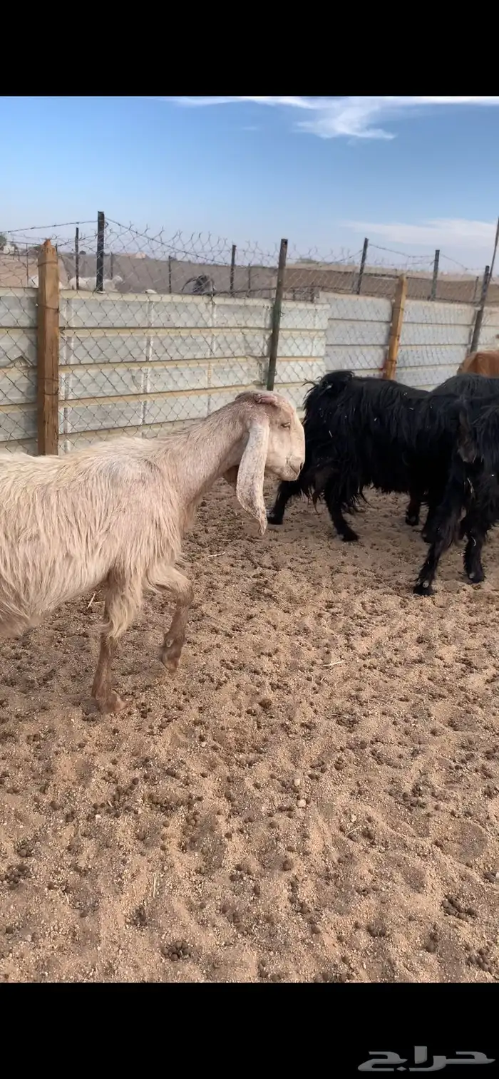 معزاء عوغرض 0