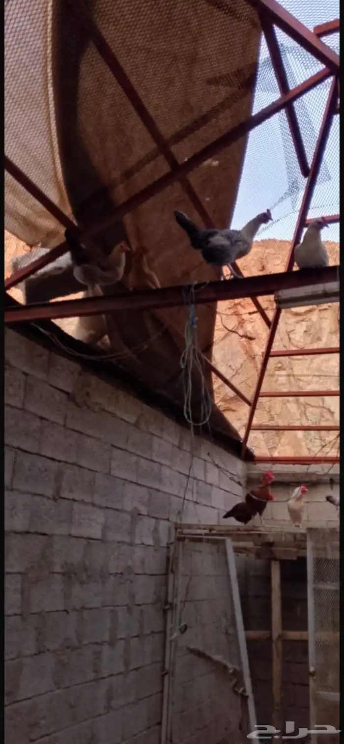 دجاج براهما كلومبي 13